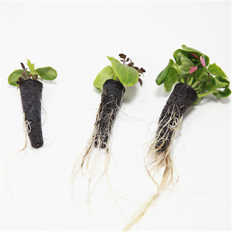 50/100pcs Plant Grow ตะกร้าสํา - Aerogarden Seed Pod บทวิจารณ์และราคา