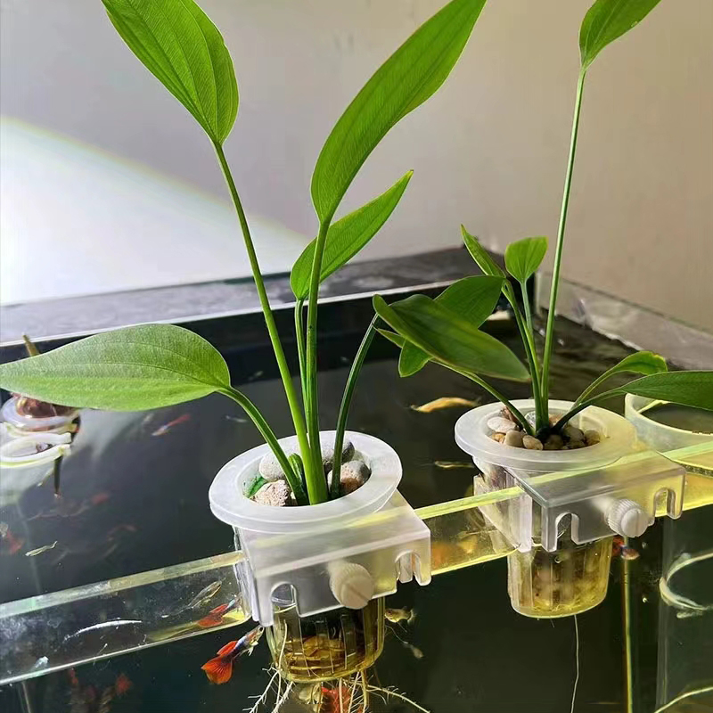 ตะกร้าปลูกตู้ปลาแบบไฮโดรโปนิกส - Hydroponic Grow Pod บทวิจารณ์และราคา
